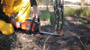 How Our Tree Care Process Works  in White Meadow Lake, NJ